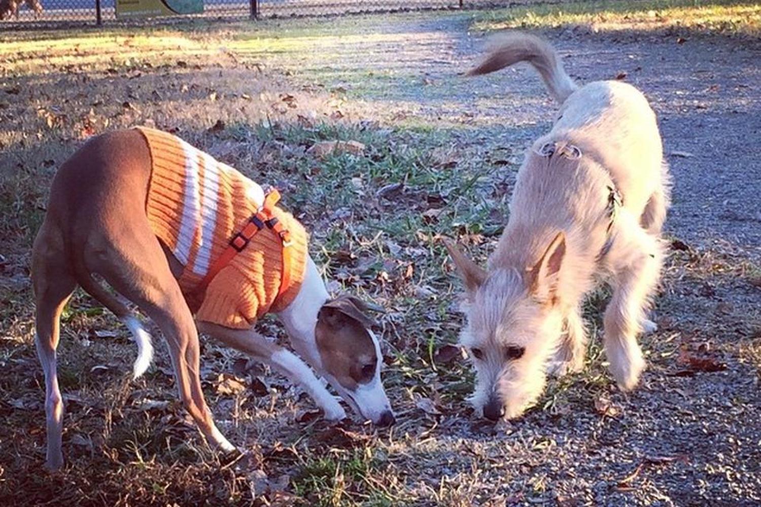 Tommy Shumpert Park at PetSafe Village 5