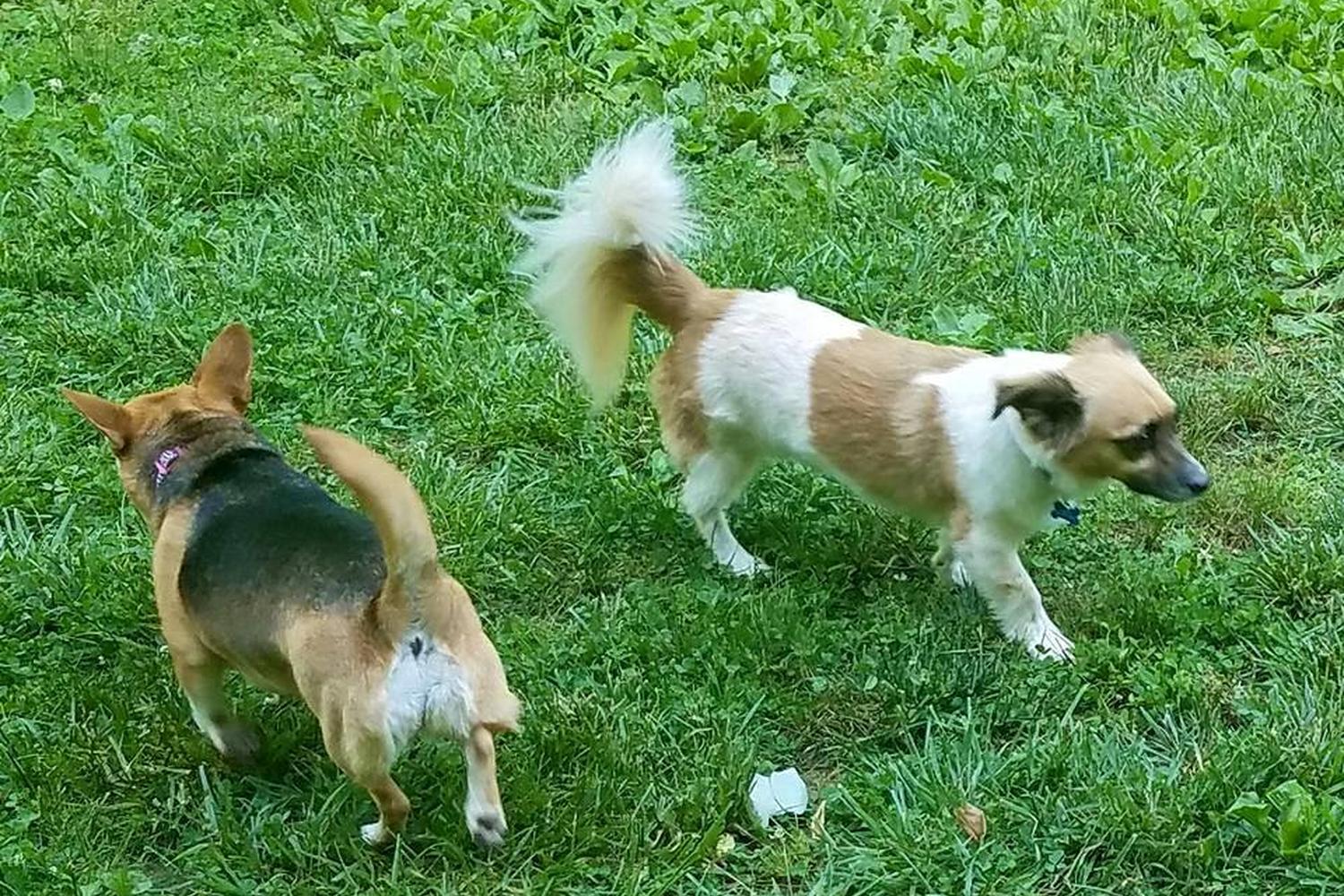 Tommy Shumpert Park at PetSafe Village 3