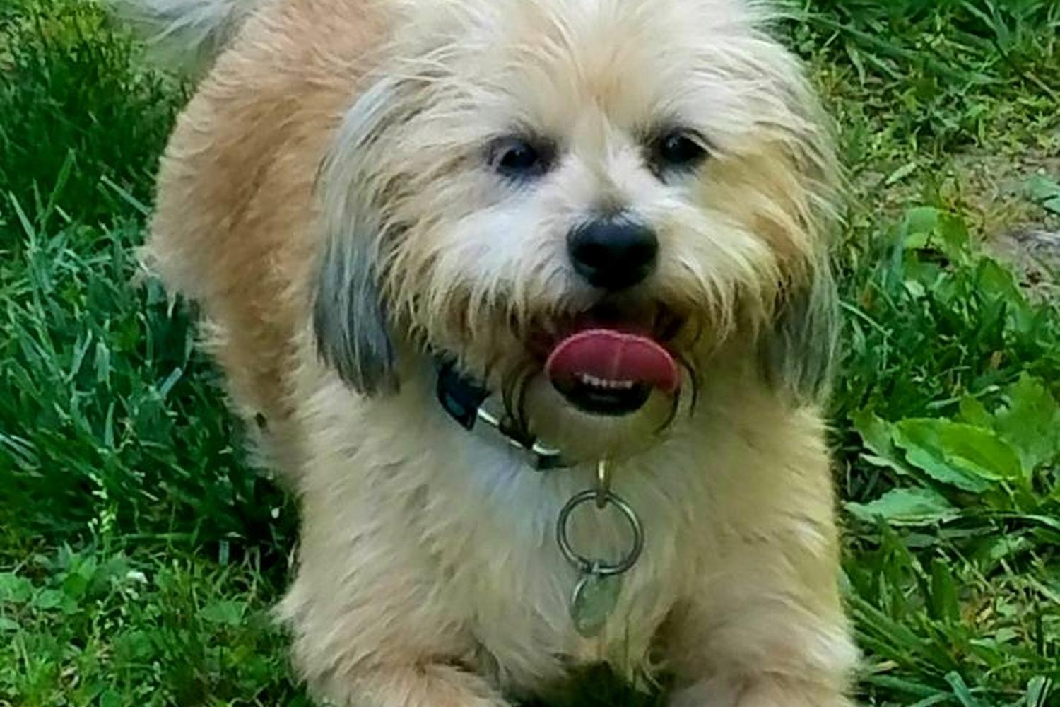 Tommy Shumpert Park at PetSafe Village 4