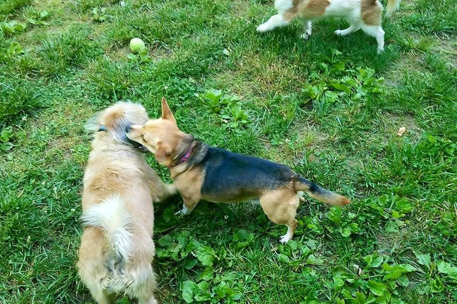 Tommy Shumpert Park at PetSafe Village 1