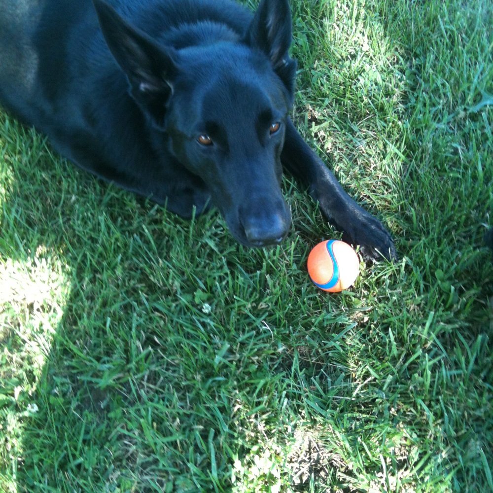 Edwin Warner Dog Park 5