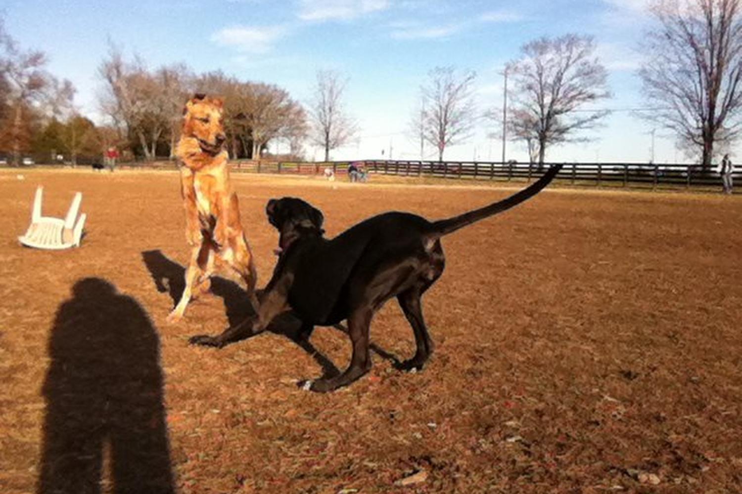 Edwin Warner Dog Park 1