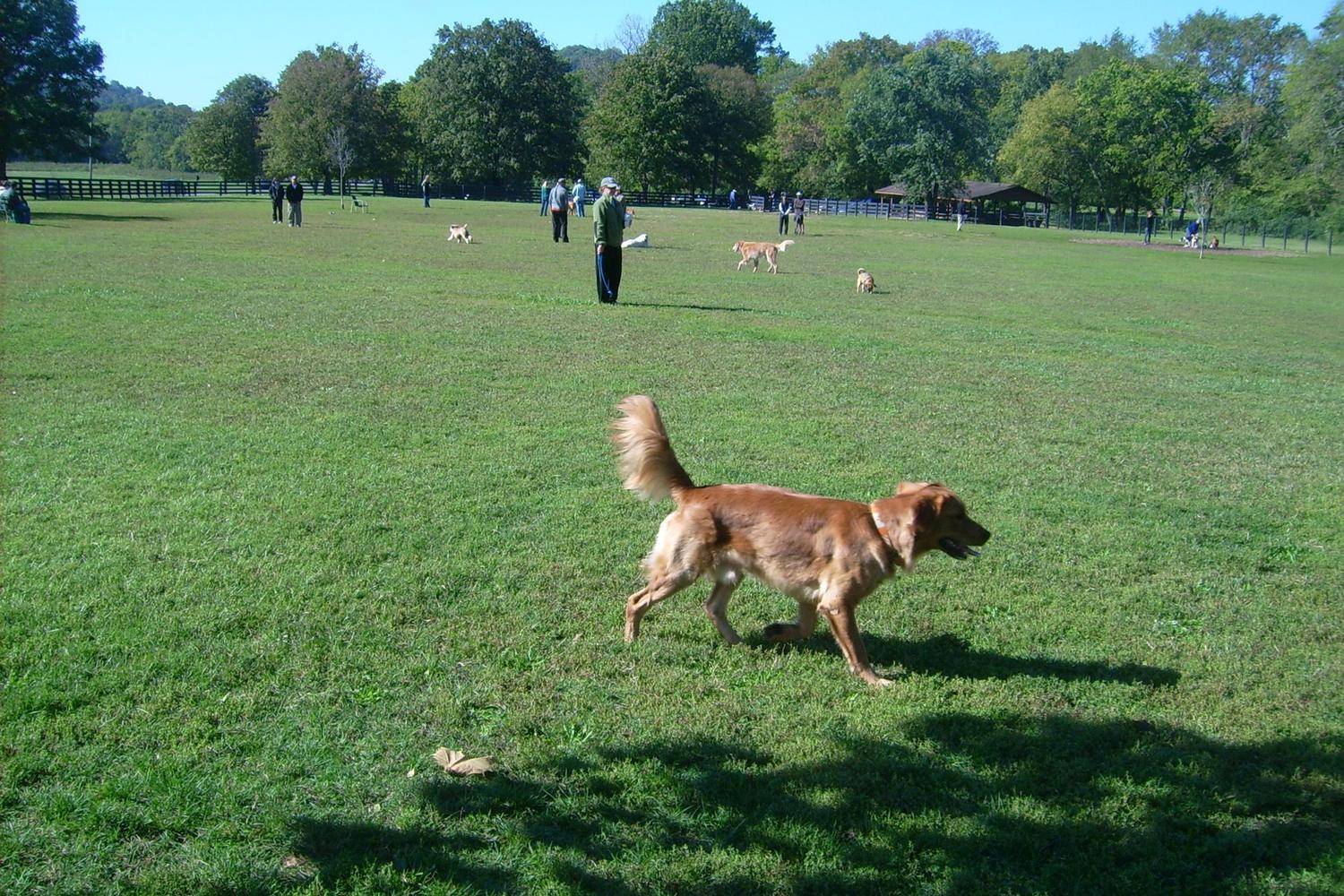 Edwin Warner Dog Park 3