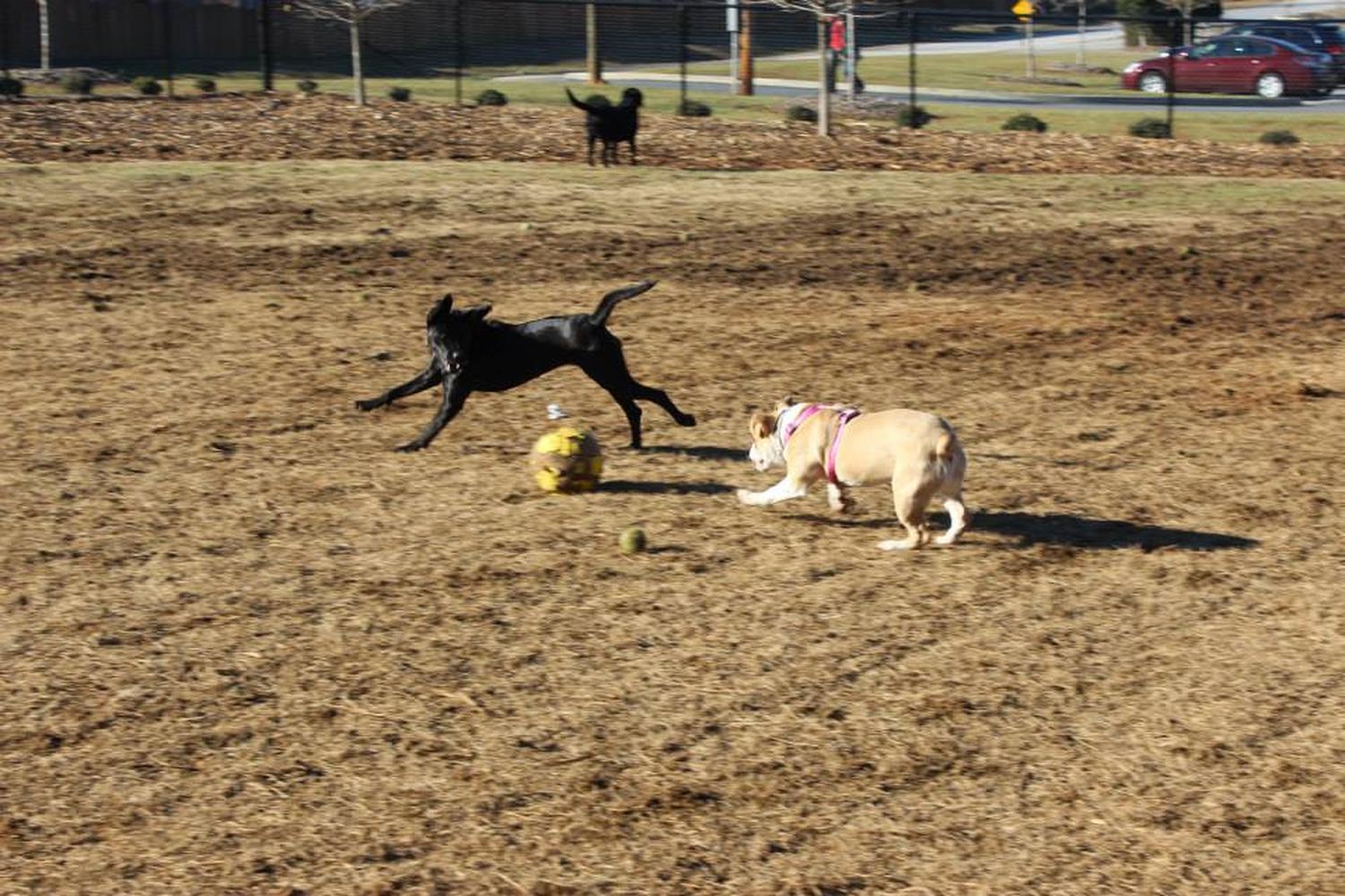Chattapoochee Dog Park 2