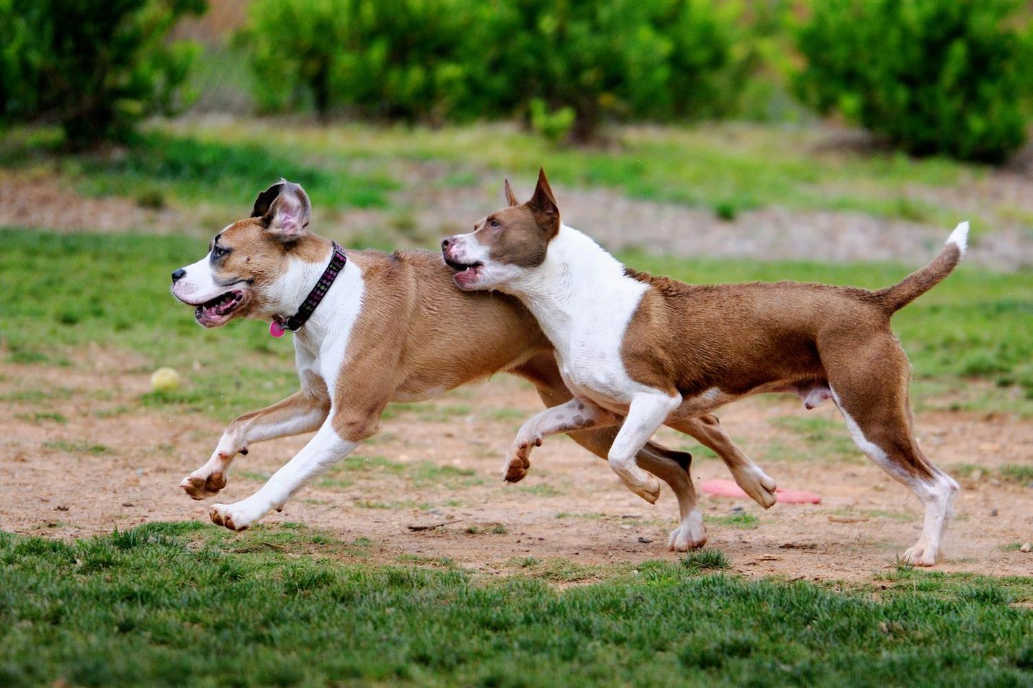 Chattapoochee Dog Park 4