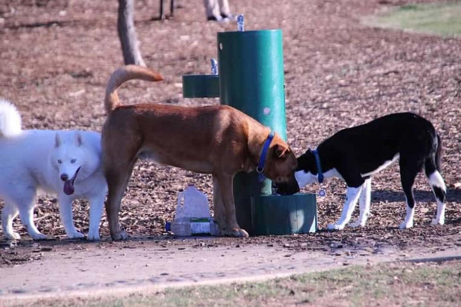 Chattapoochee Dog Park 1