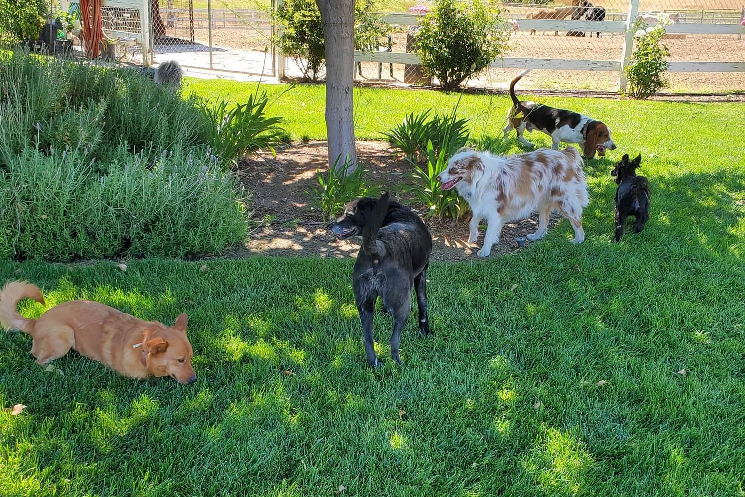 JC Pooch Park 2