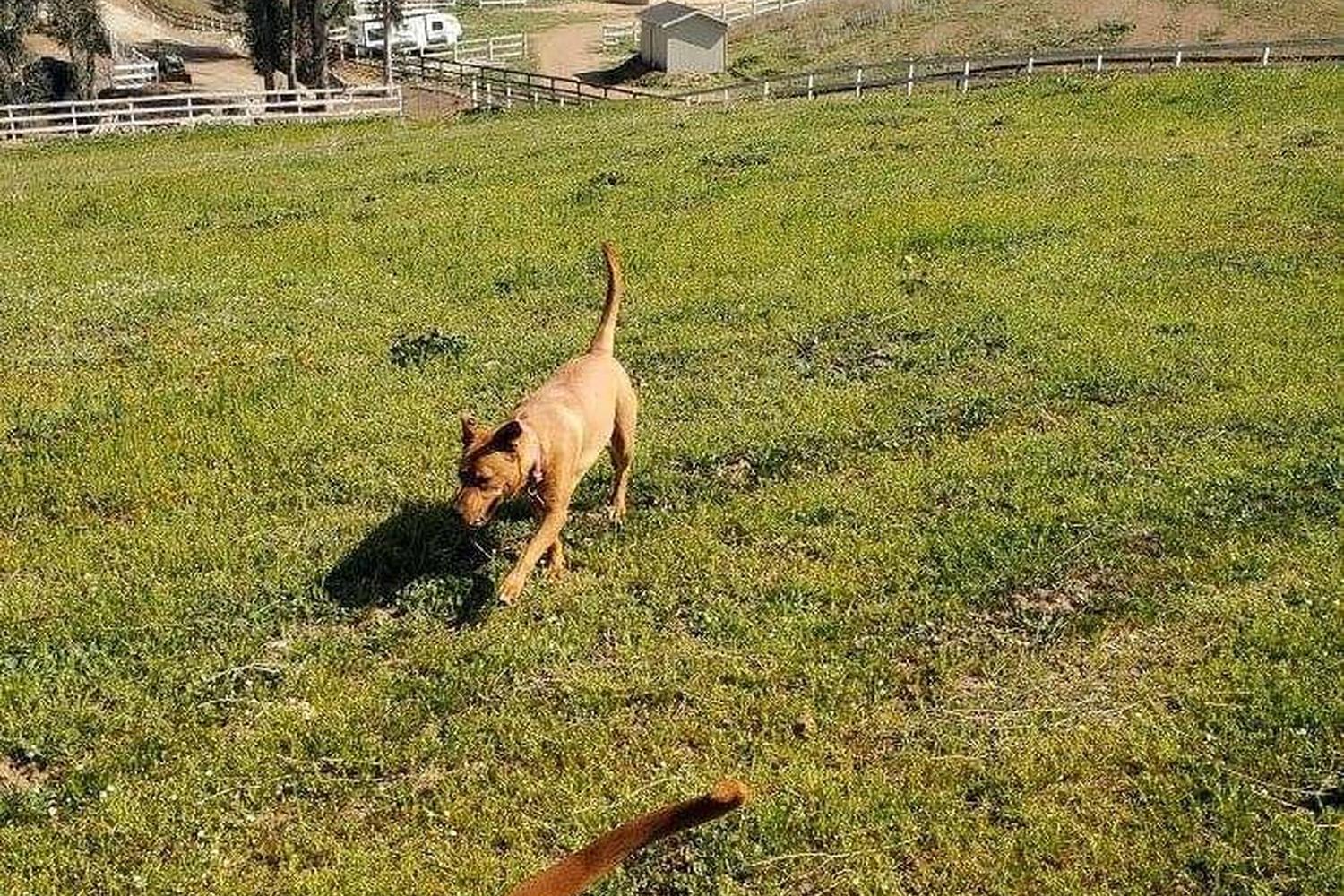 JC Pooch Park 5