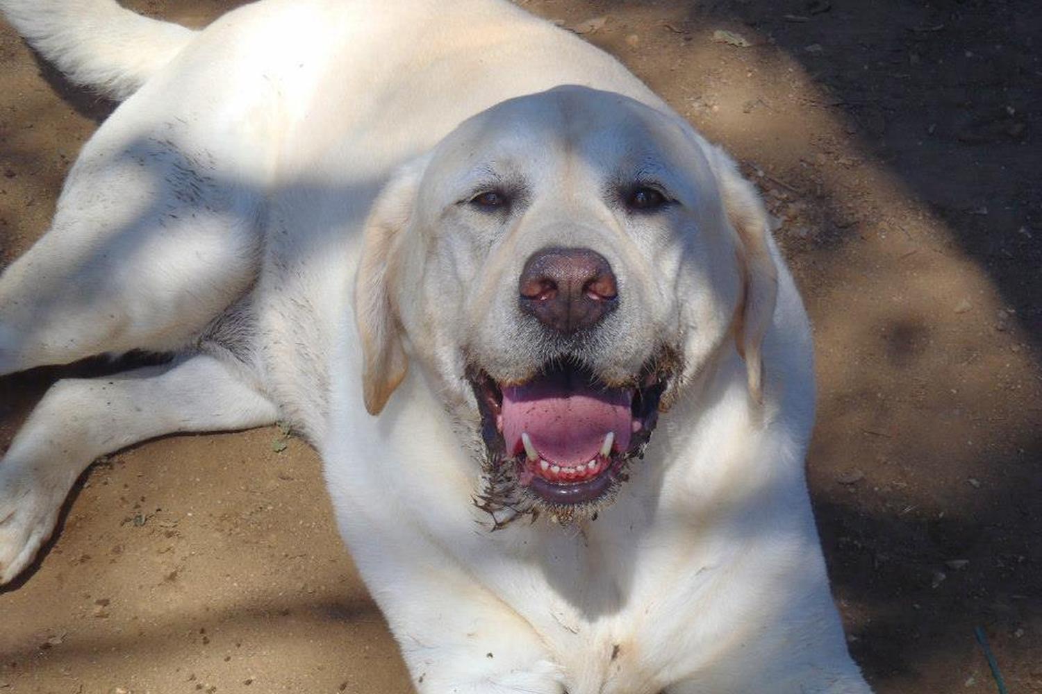 JC Pooch Park 3