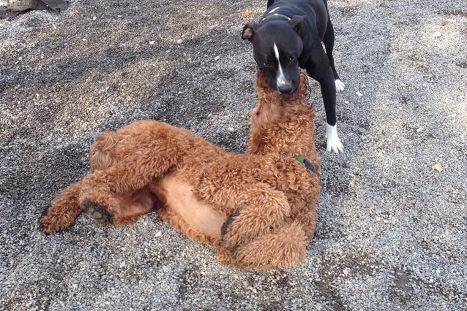 Cooper River Dog Park 0