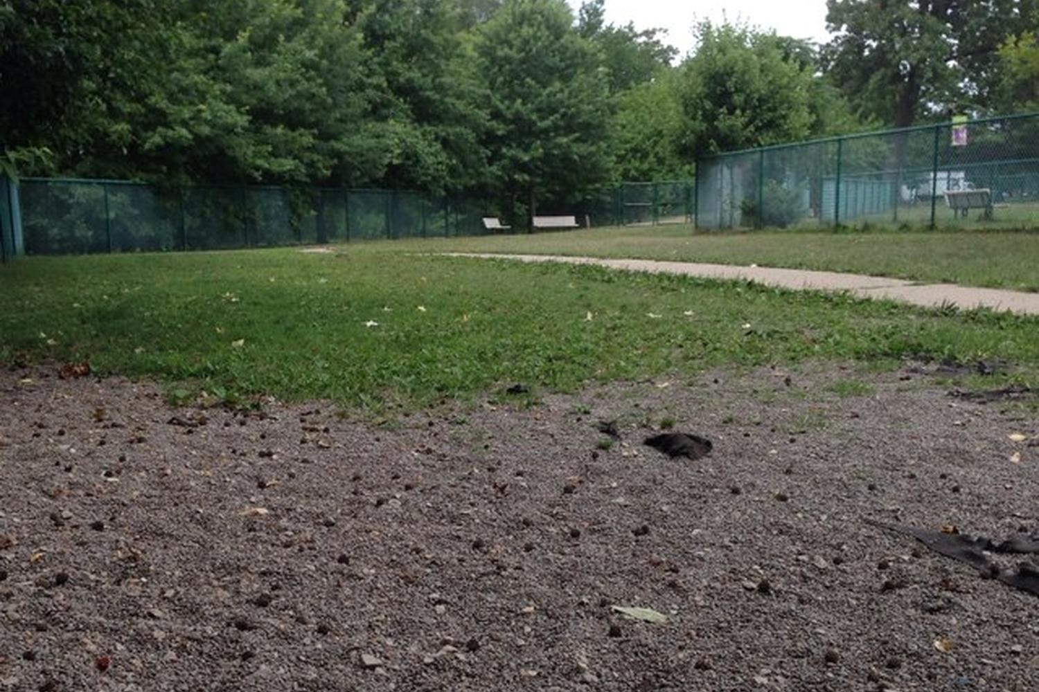 Cooper River Dog Park 2