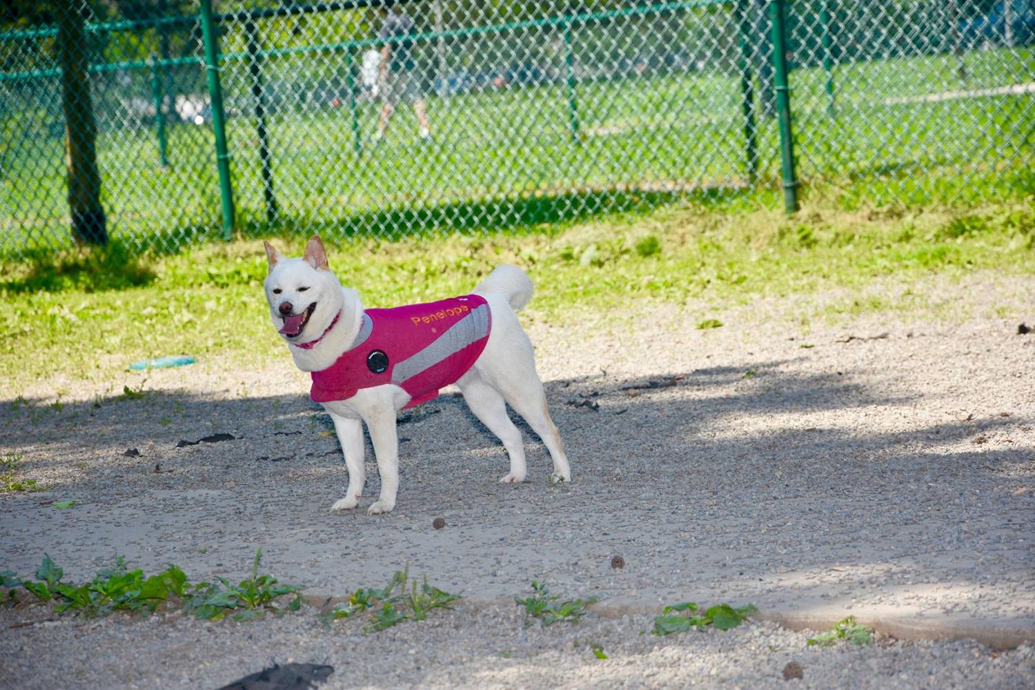 Cooper River Dog Park 4
