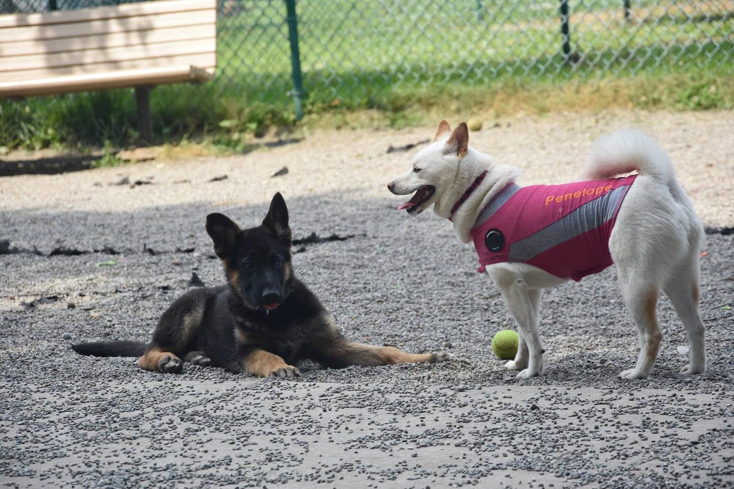 Cooper River Dog Park 5