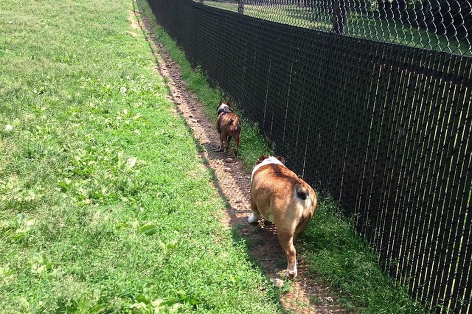 Echo Lake Dog Park 3