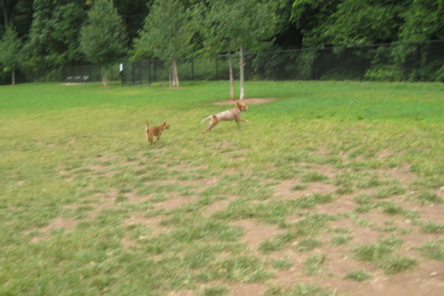 Echo Lake Dog Park 1