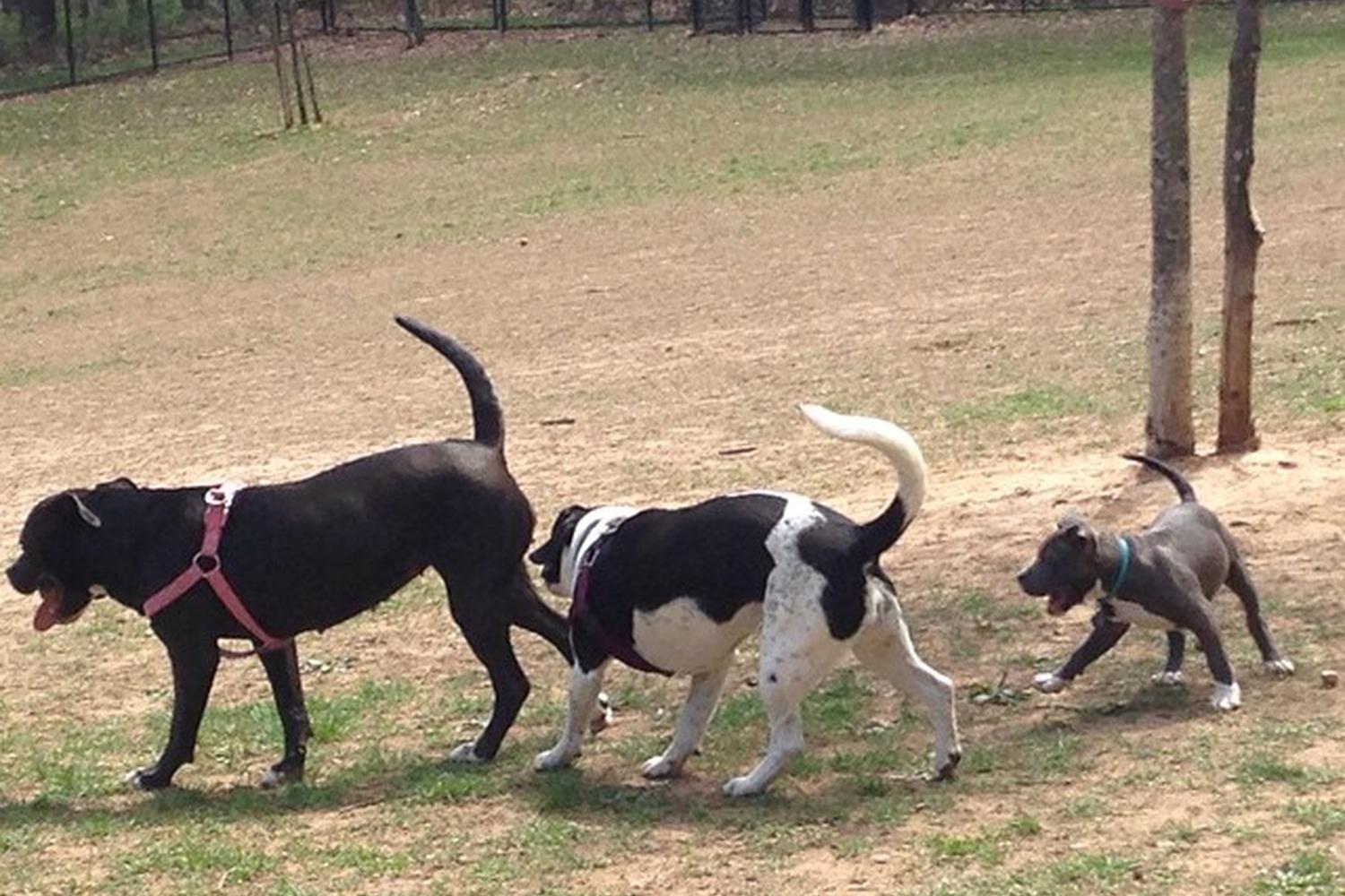 Echo Lake Dog Park 5
