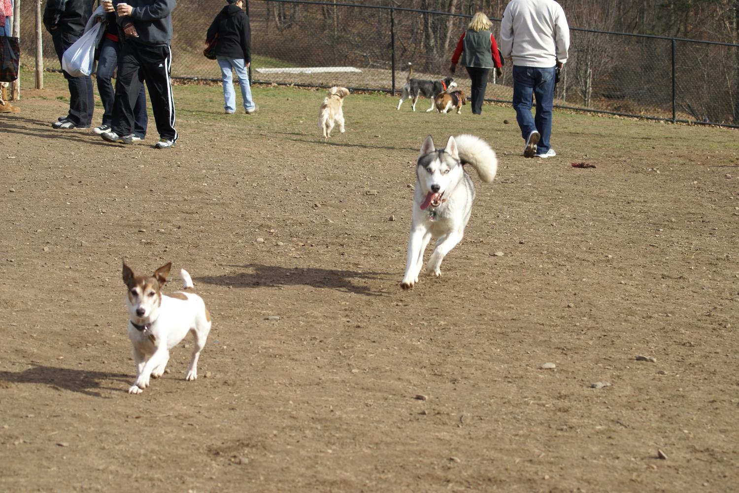 Echo Lake Dog Park 0