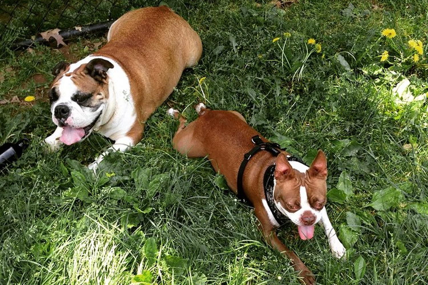 Echo Lake Dog Park 2