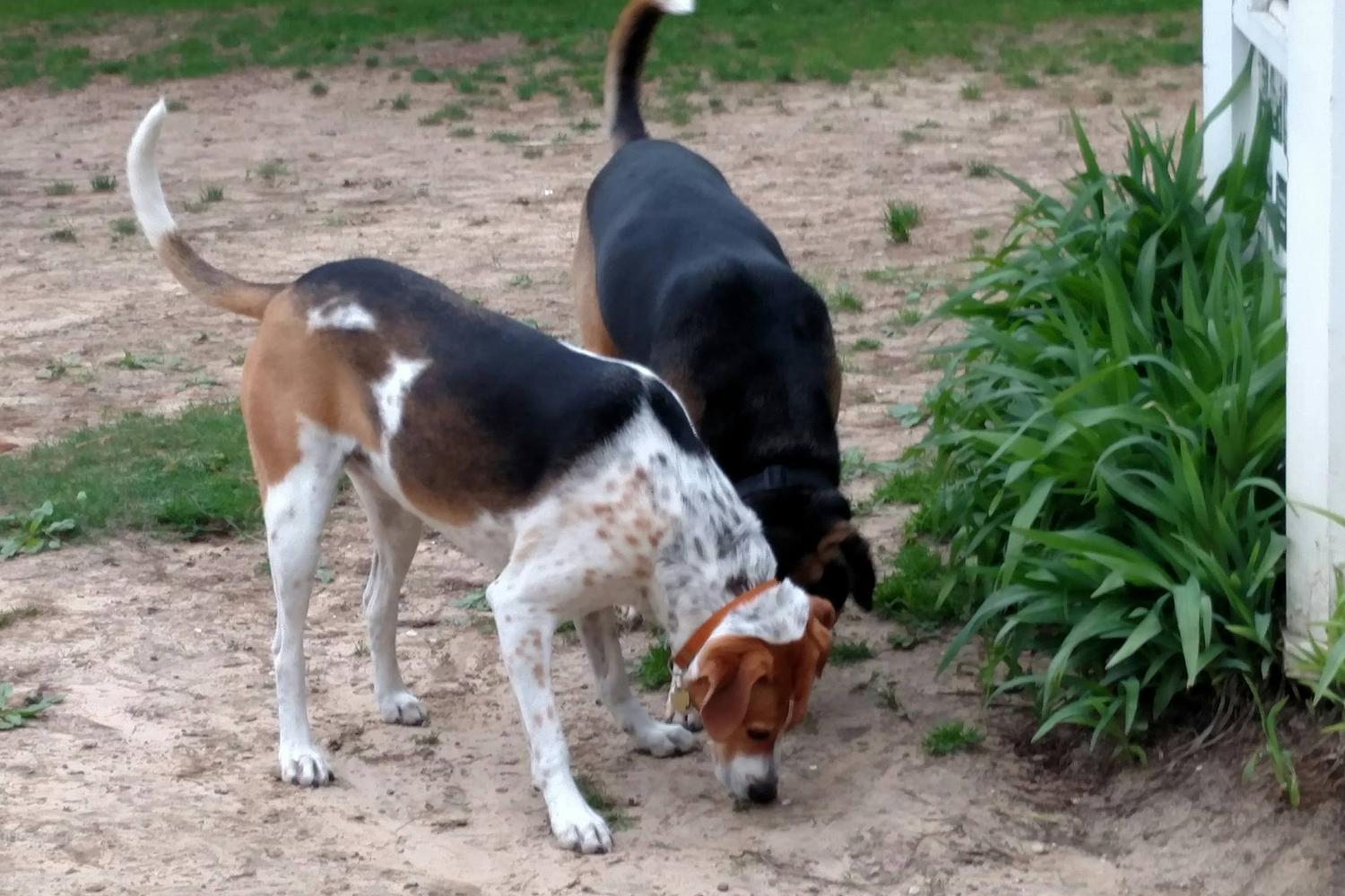 Tails and Trails Dog Park 4