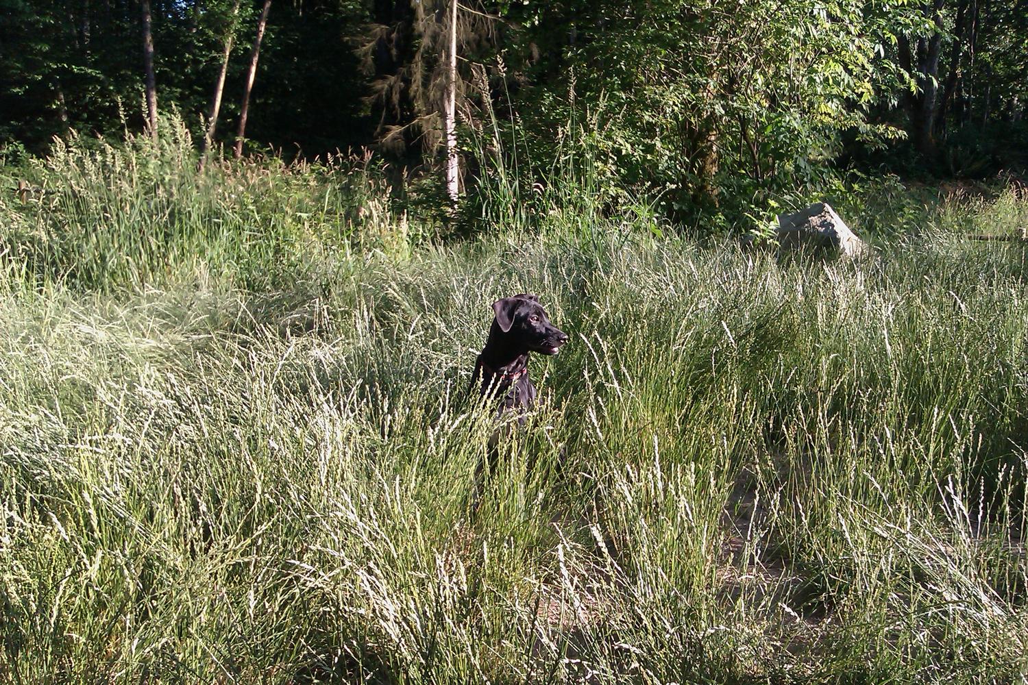 Willis Tucker Dog Park 4
