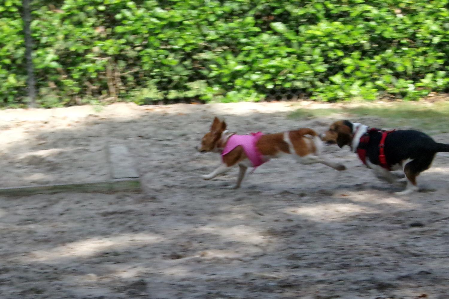 Palma Ceia Dog Park 3