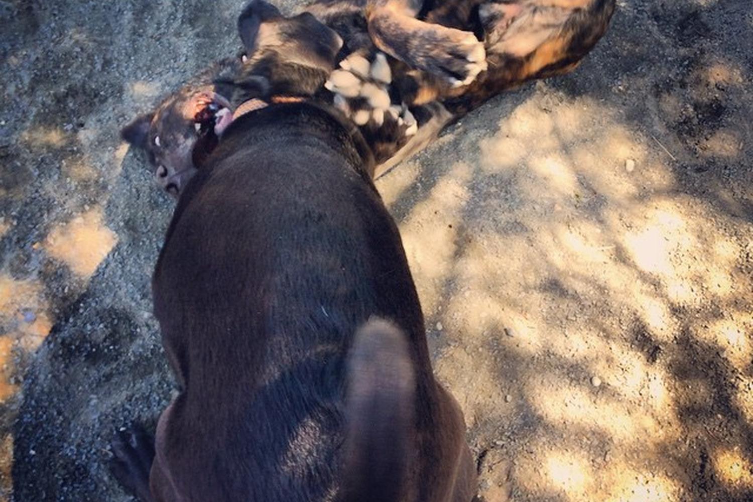 Rock Hill District Dog Park 6