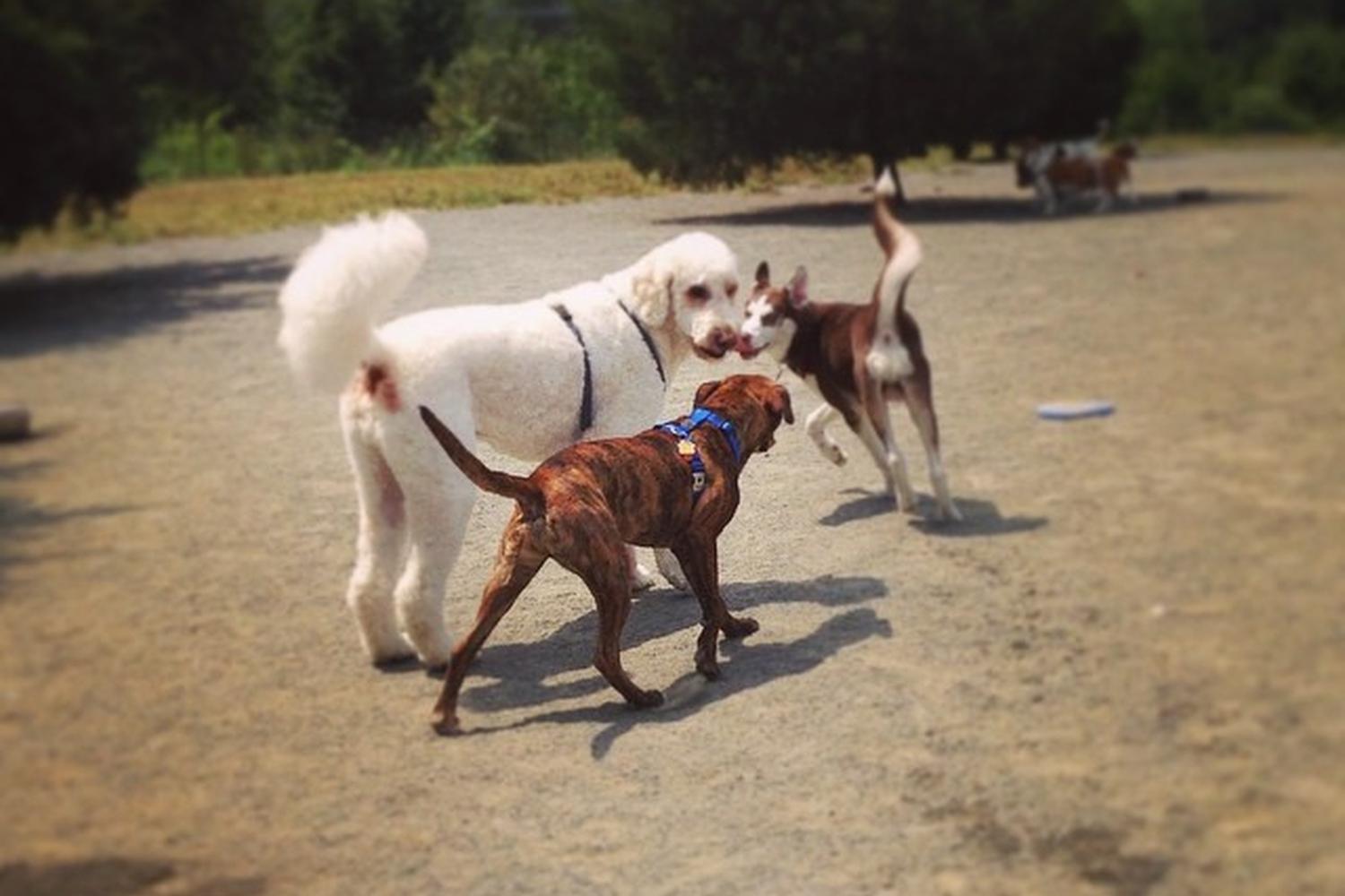 Rock Hill District Dog Park 1
