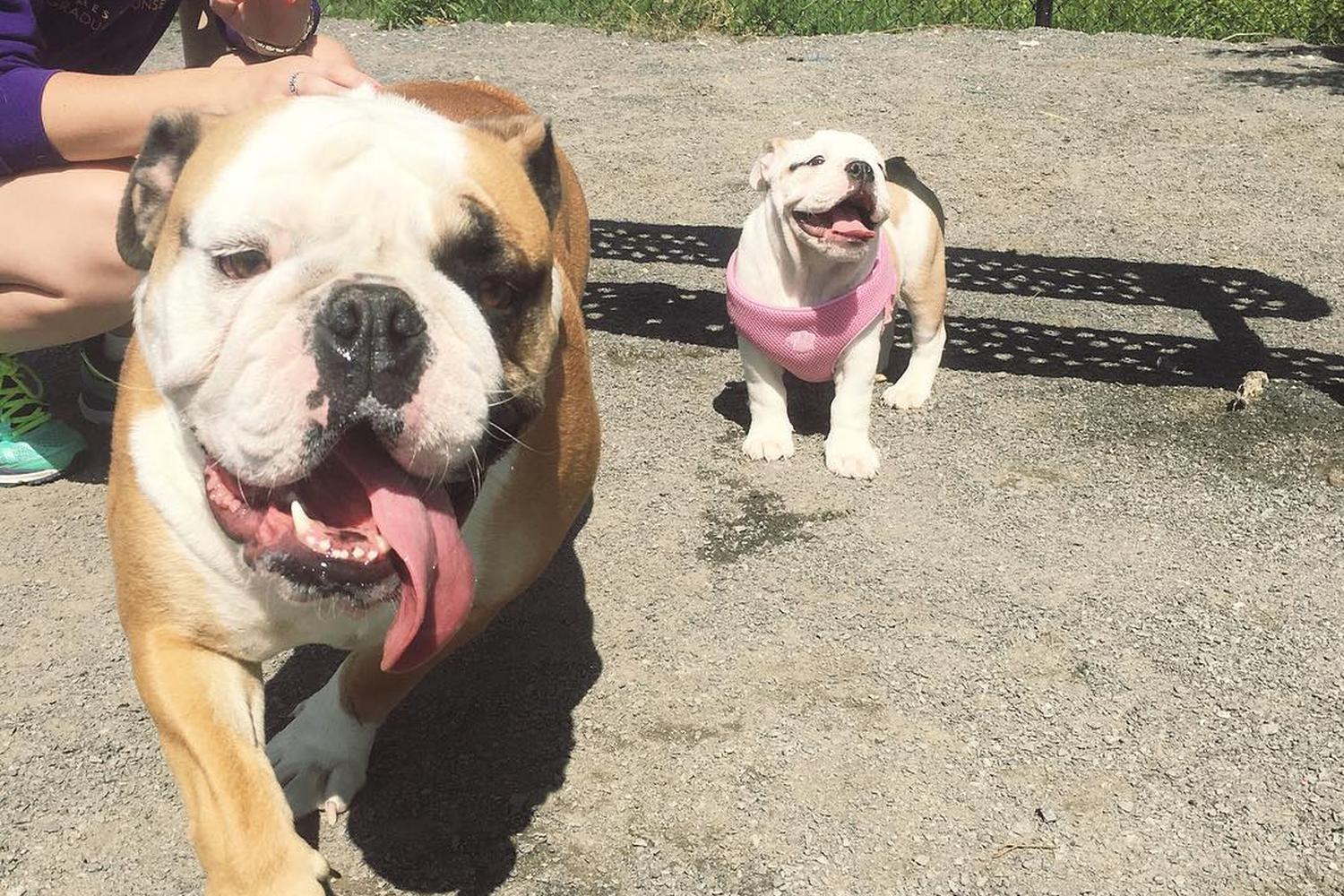 Rock Hill District Dog Park 3