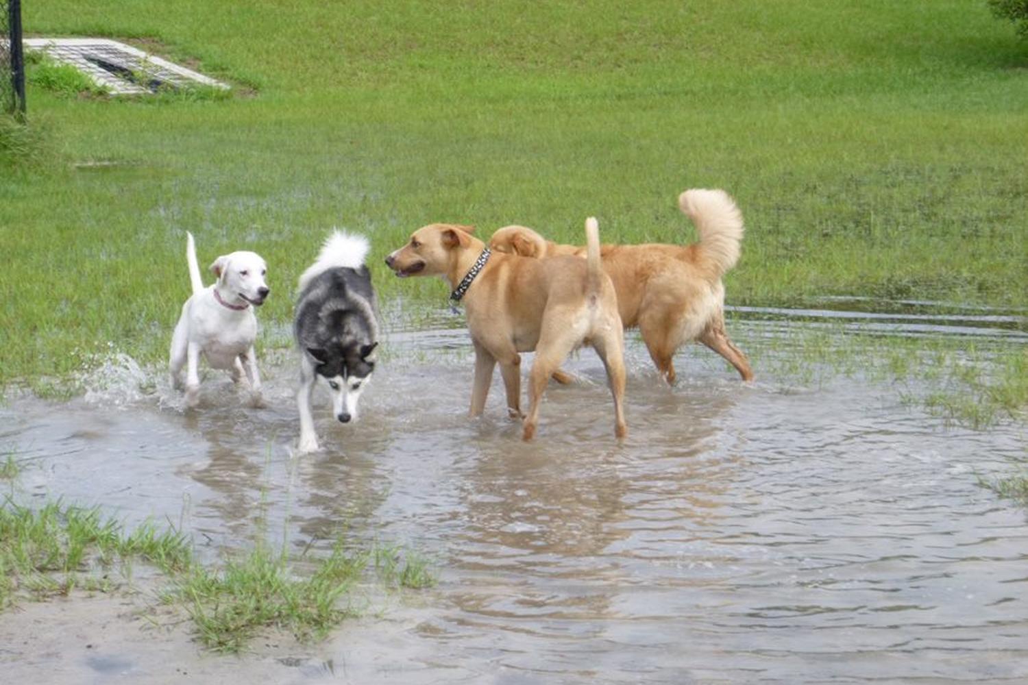 Possum Creek Dog Park 4