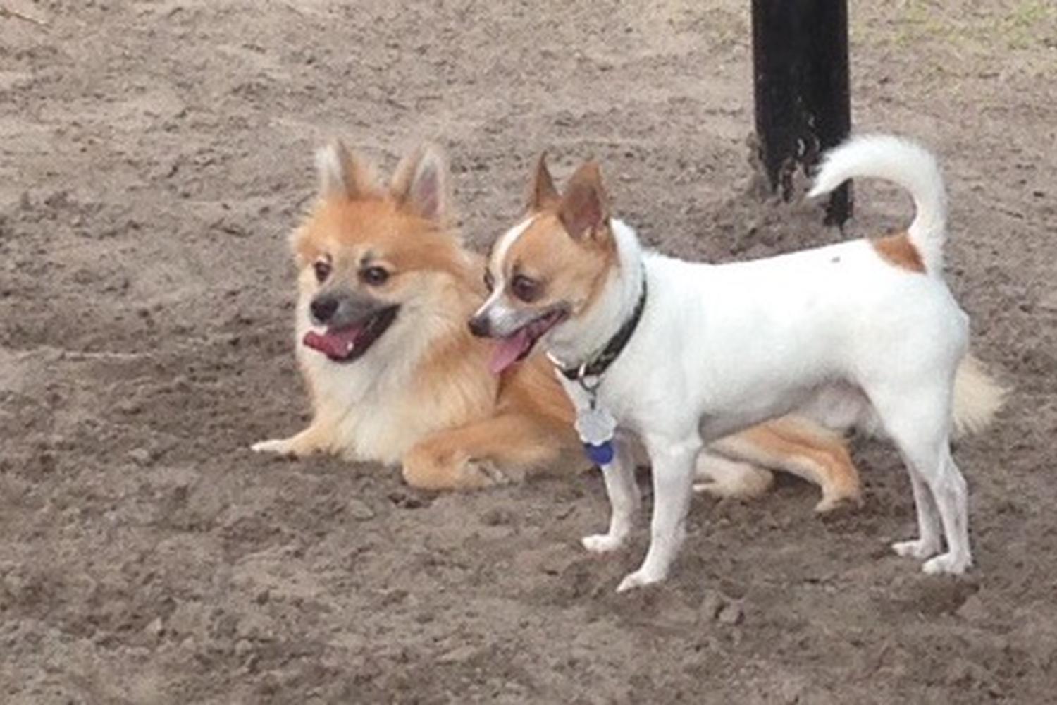 Possum Creek Dog Park 5