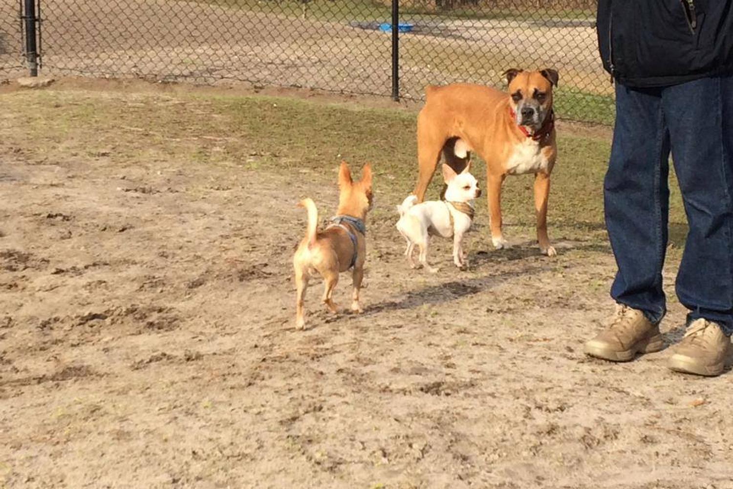 Possum Creek Dog Park 3