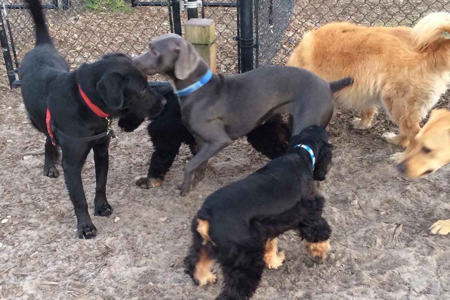 Possum Creek Dog Park 2