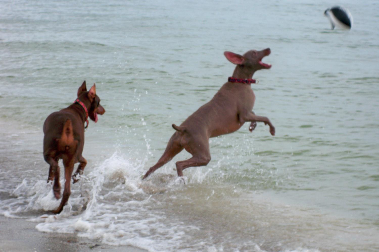 Fort De Soto Dog Beach Park 7