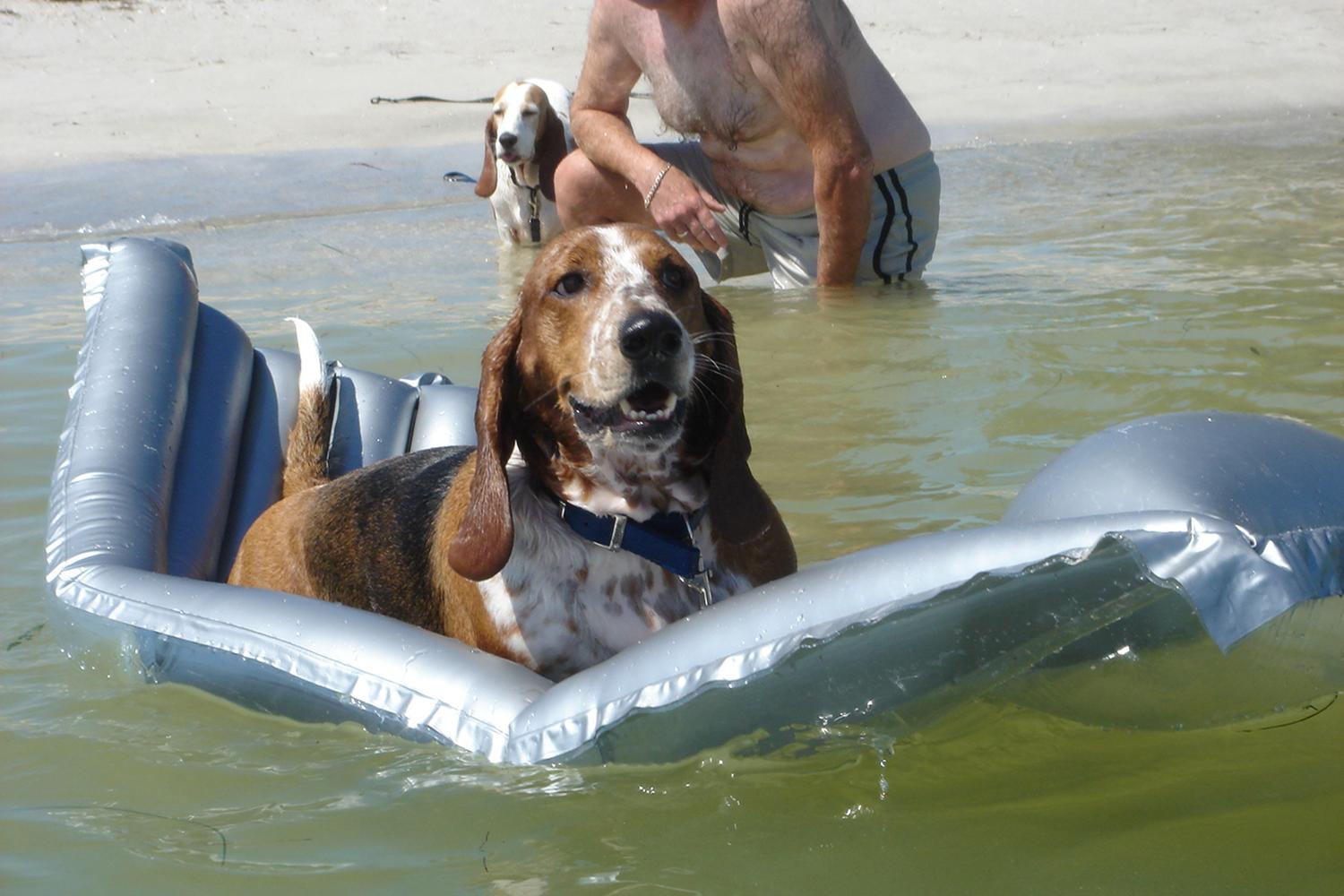 Fort De Soto Dog Beach Park 48