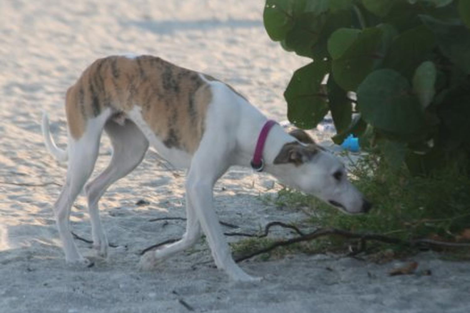 Fort De Soto Dog Beach Park 28