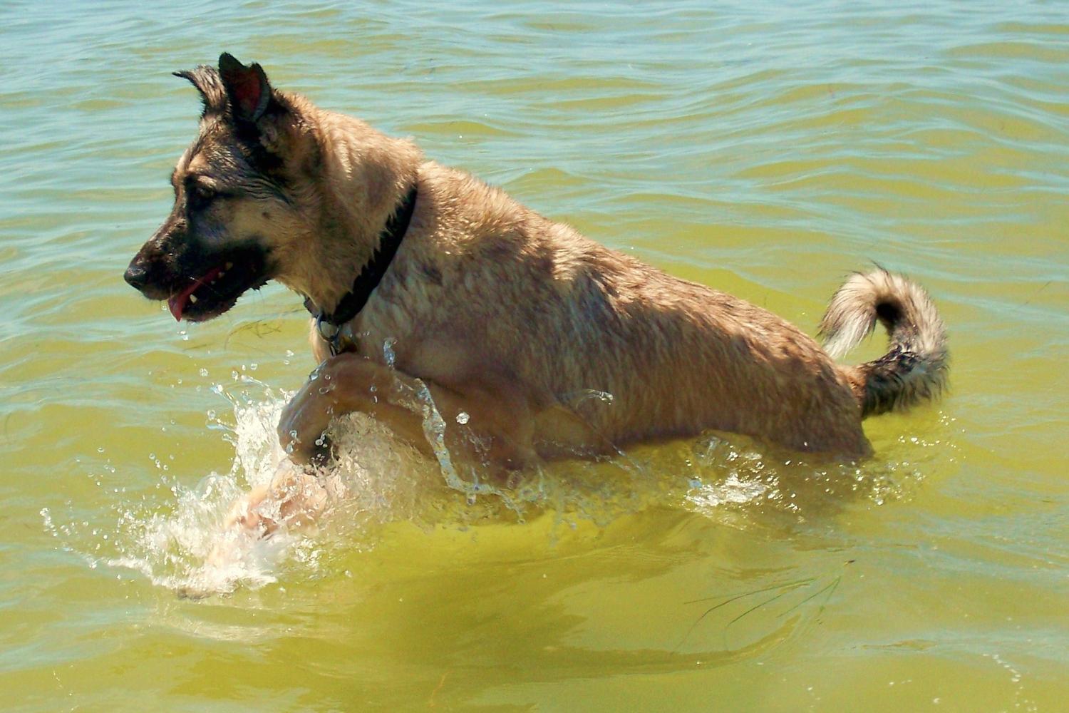 Fort De Soto Dog Beach Park 42