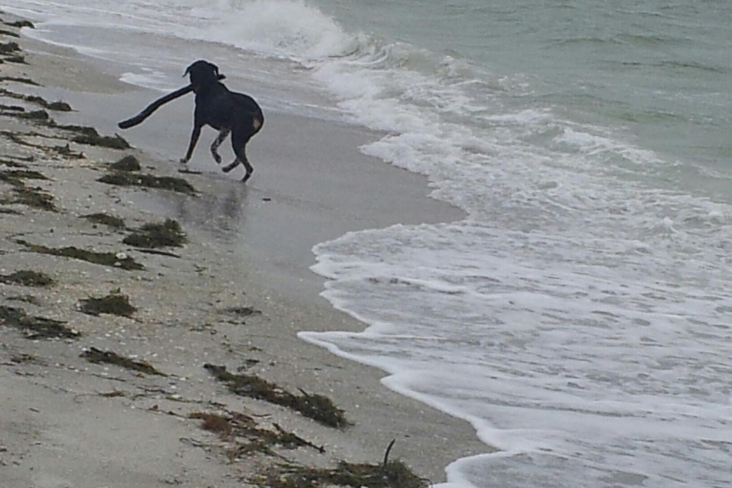Fort De Soto Dog Beach Park 75