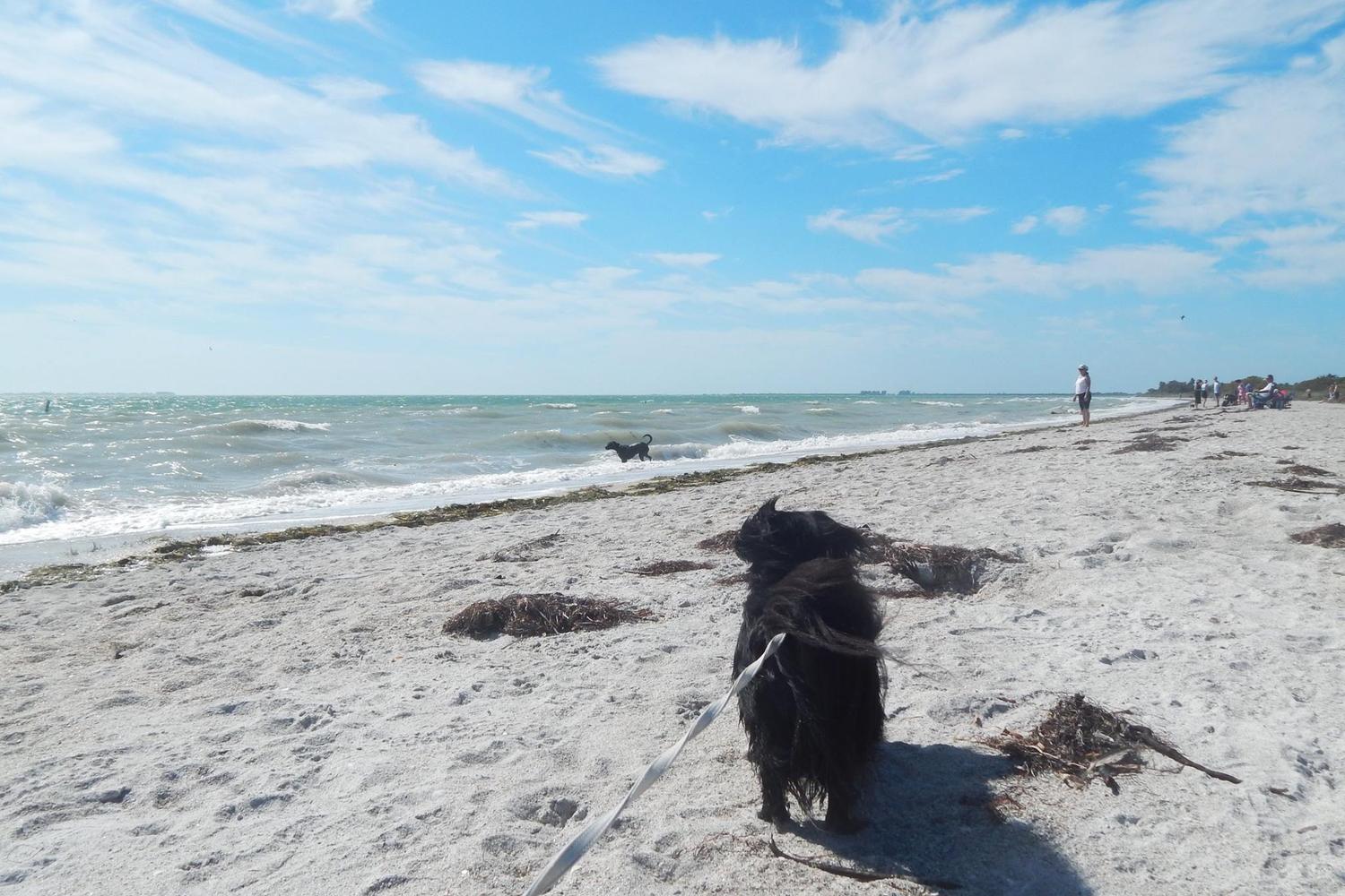 Fort De Soto Dog Beach Park 18