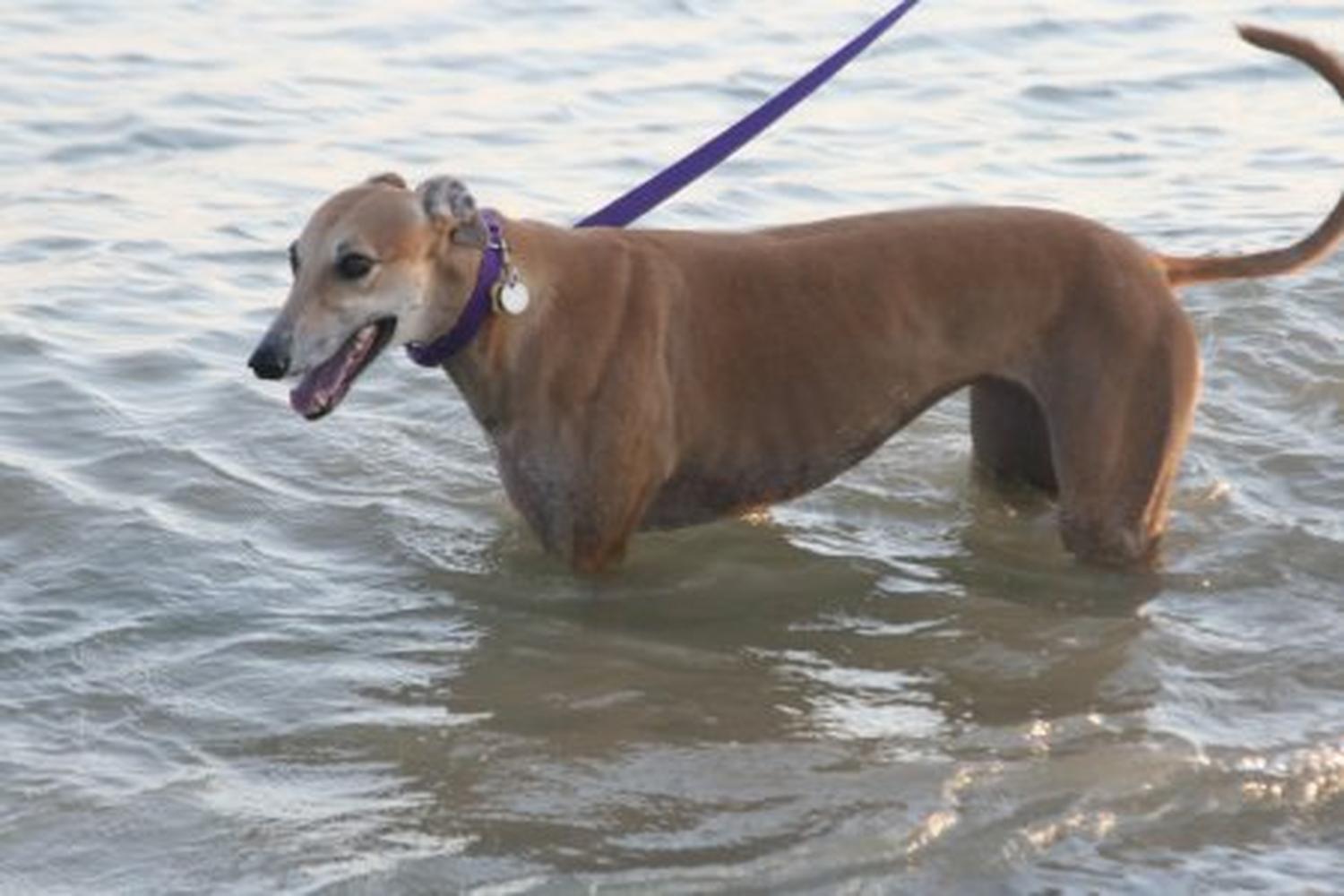 Fort De Soto Dog Beach Park 17