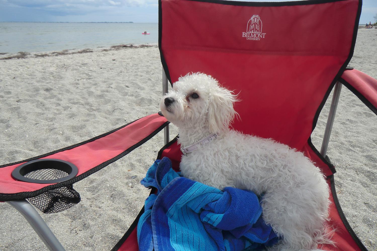 Fort De Soto Dog Beach Park 54