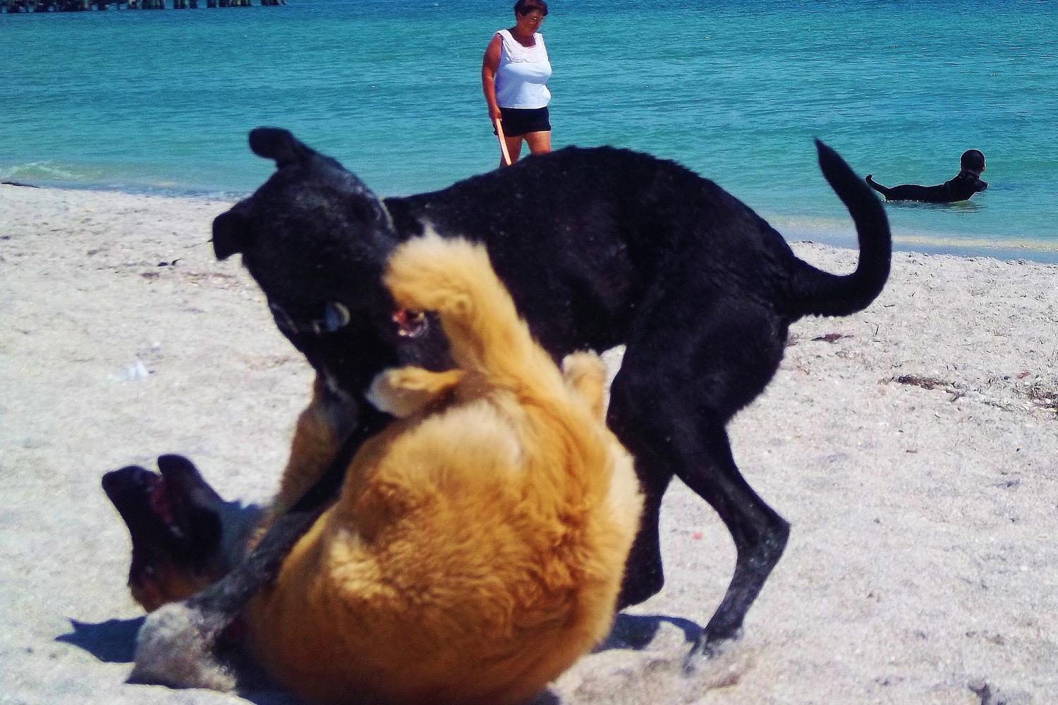 Fort De Soto Dog Beach Park 44