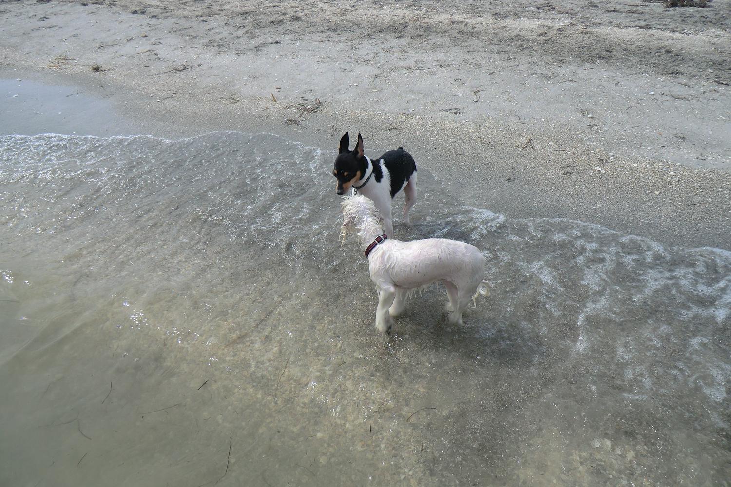 Fort De Soto Dog Beach Park 52