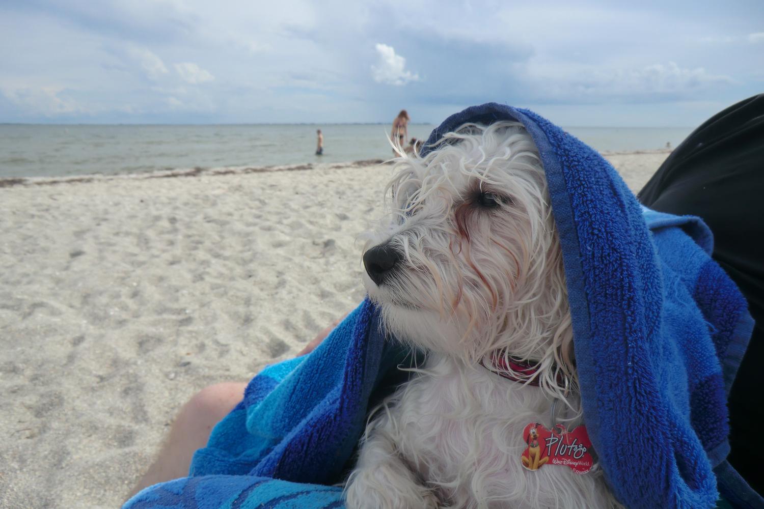 Fort De Soto Dog Beach Park 51