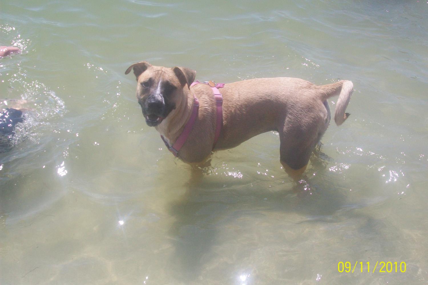 Fort De Soto Dog Beach Park 37
