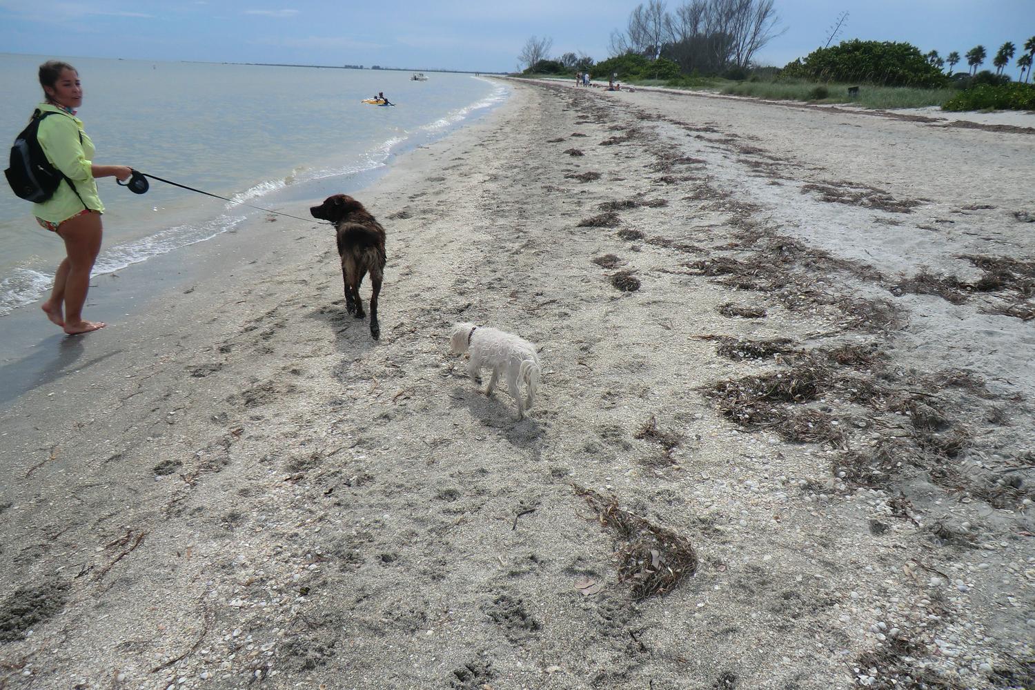 Fort De Soto Dog Beach Park 57