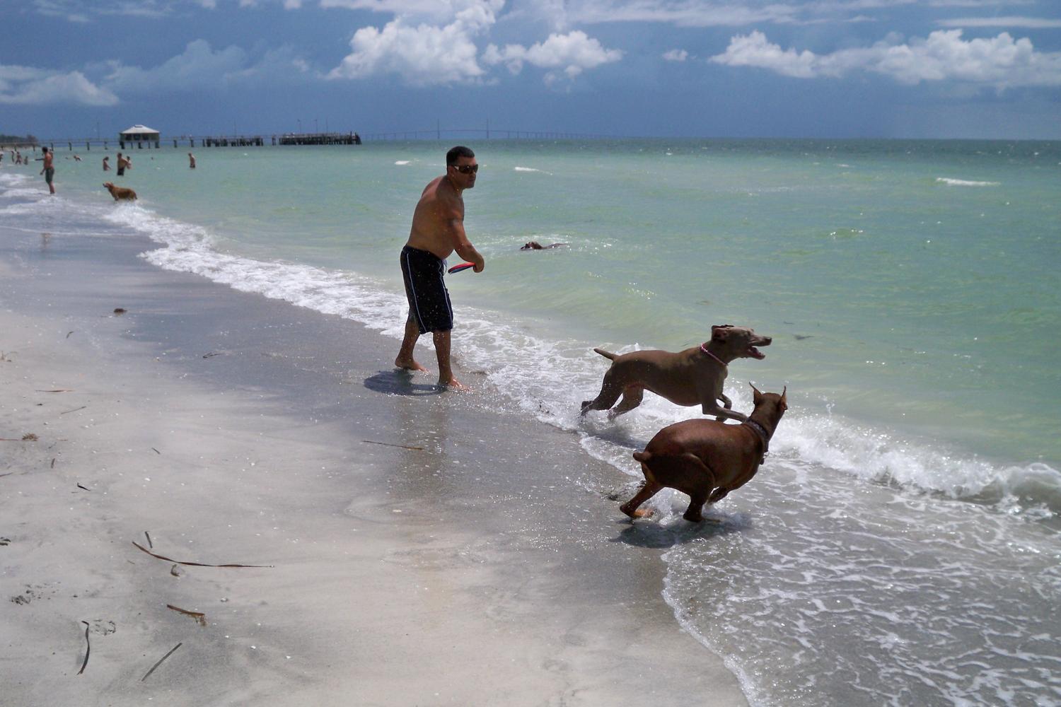 Fort De Soto Dog Beach Park 3