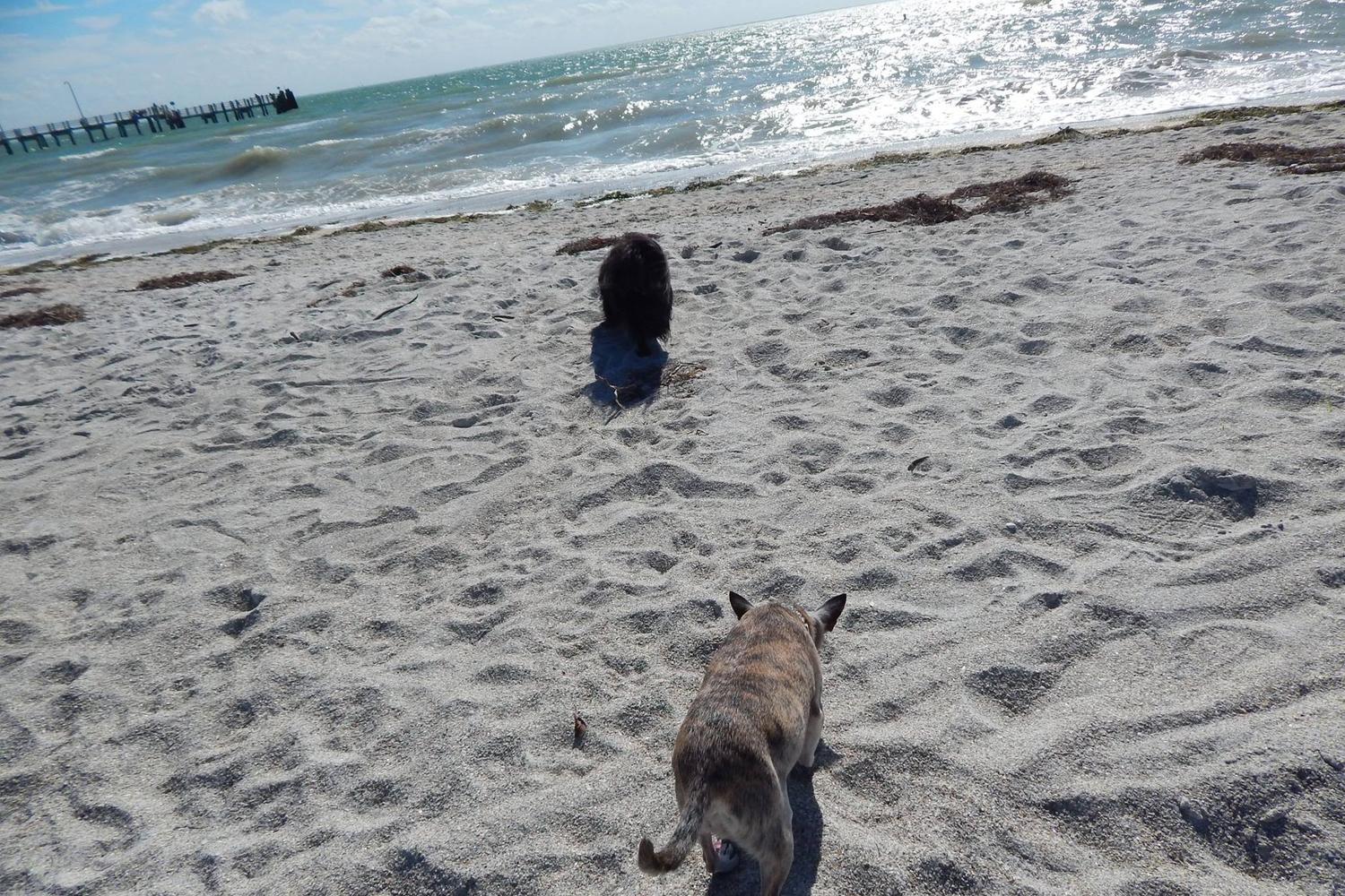 Fort De Soto Dog Beach Park 27