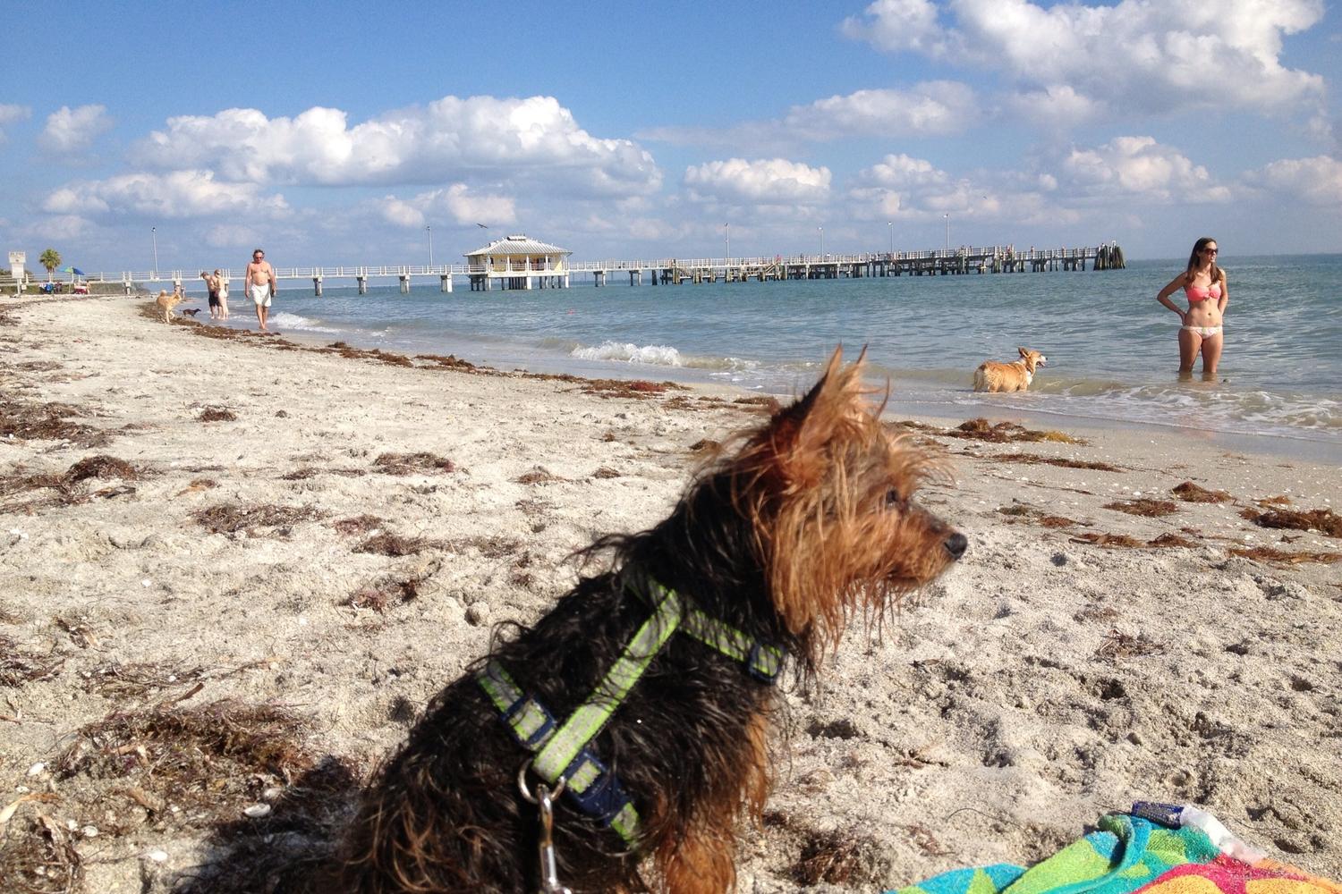 Fort De Soto Dog Beach Park 50