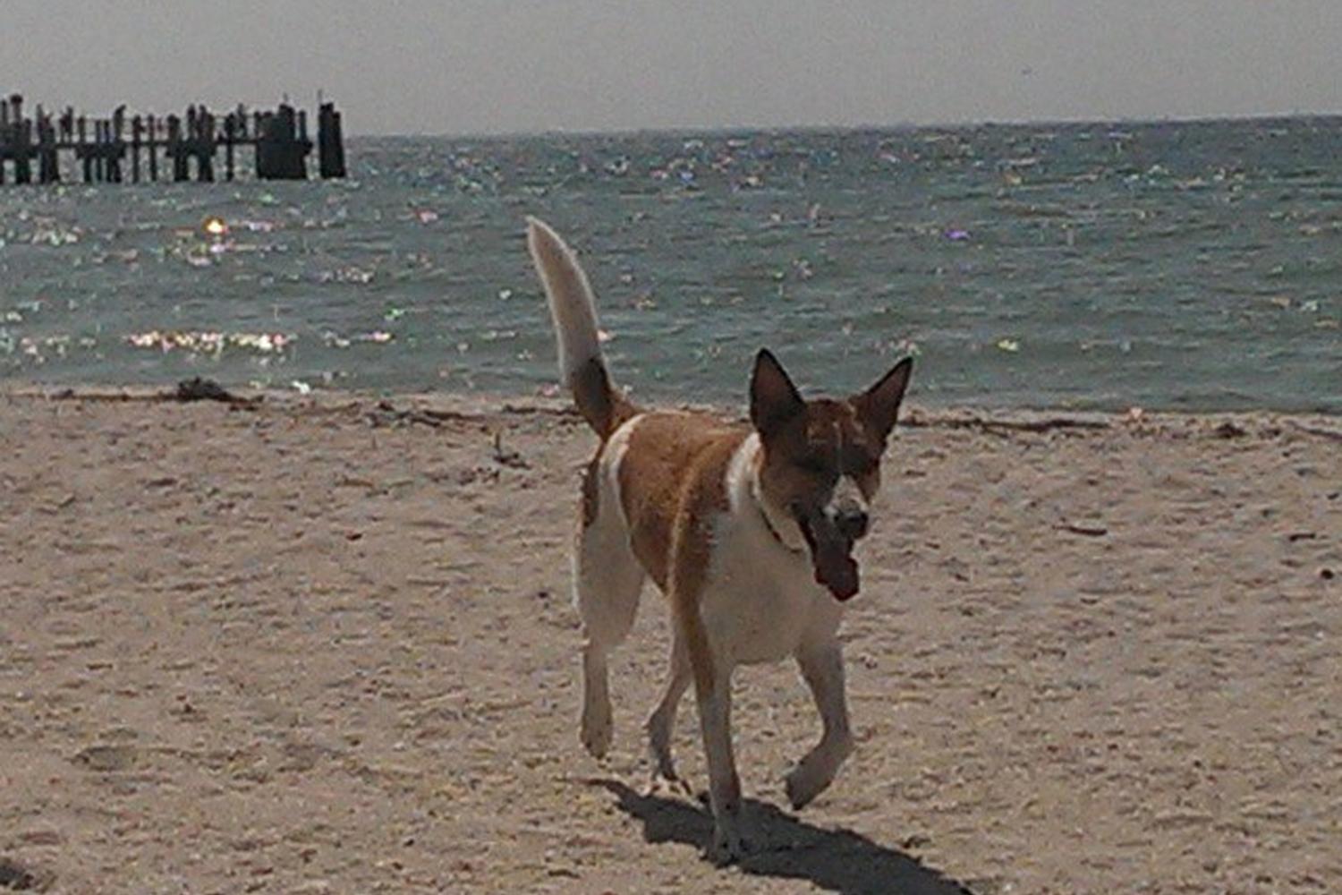 Fort De Soto Dog Beach Park 89