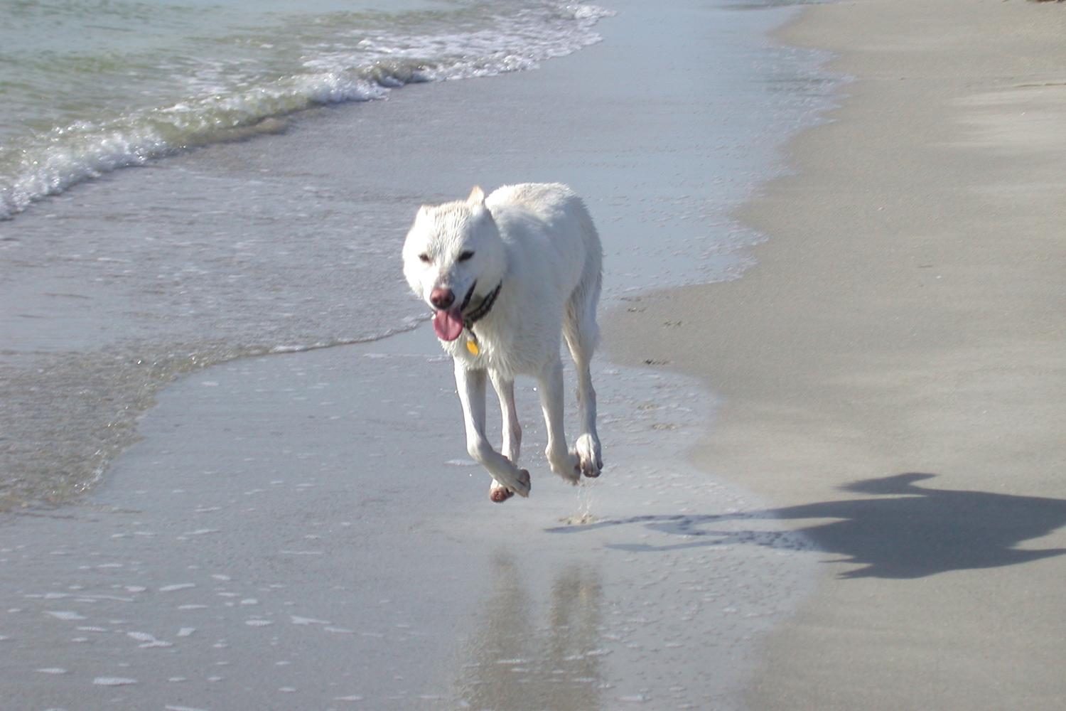 Fort De Soto Dog Beach Park 45